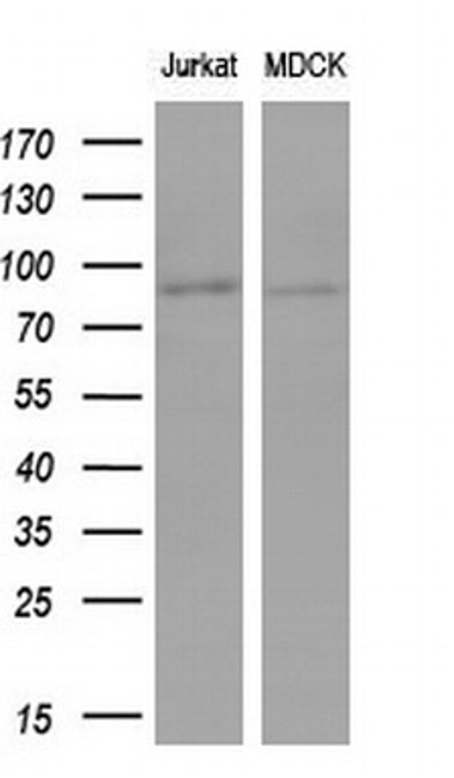 MFN1 Antibody in Western Blot (WB)