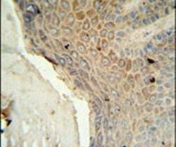 MFSD3 Antibody in Immunohistochemistry (IHC)