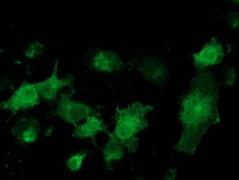 MGRN1 Antibody in Immunocytochemistry (ICC/IF)