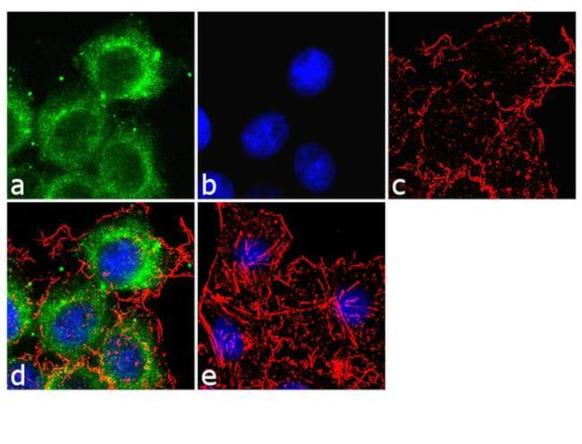 Apolipoprotein B Antibody in Immunocytochemistry (ICC/IF)