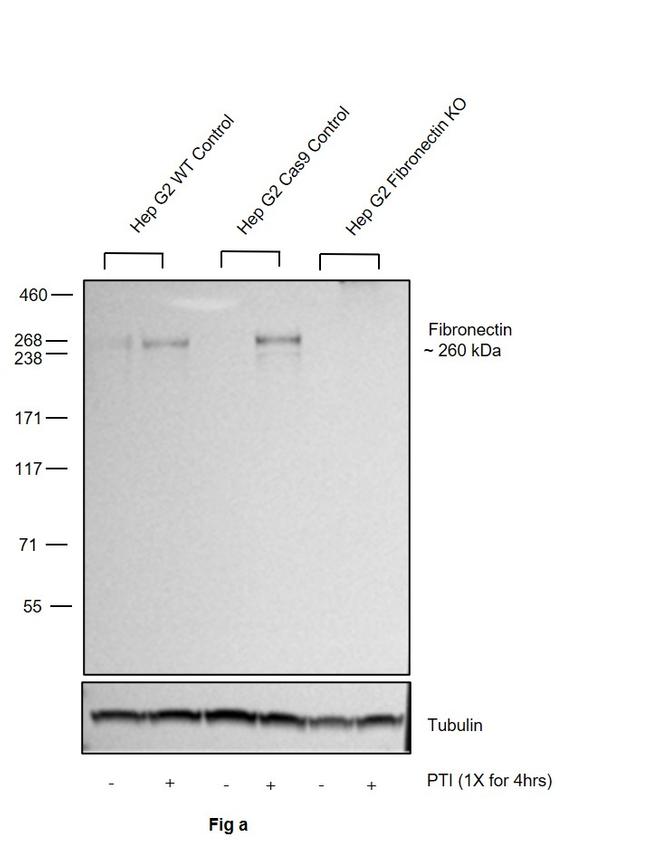 Fibronectin Antibody in Western Blot (WB)