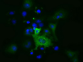 MIOX Antibody in Immunocytochemistry (ICC/IF)