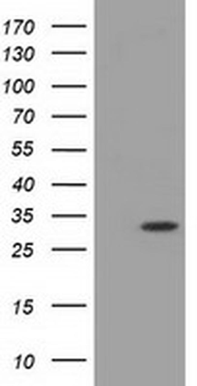 MIOX Antibody in Western Blot (WB)