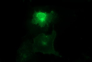 MLANA Antibody in Immunocytochemistry (ICC/IF)