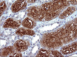 MLANA Antibody in Immunohistochemistry (Paraffin) (IHC (P))