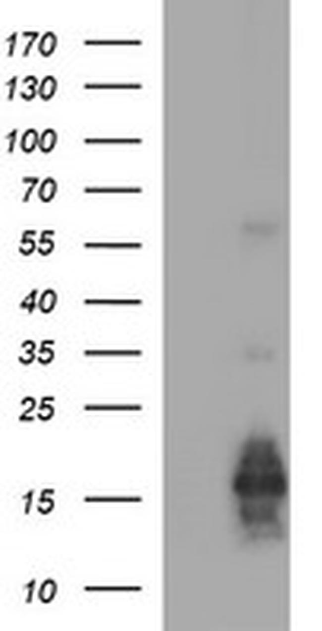 MLANA Antibody in Western Blot (WB)