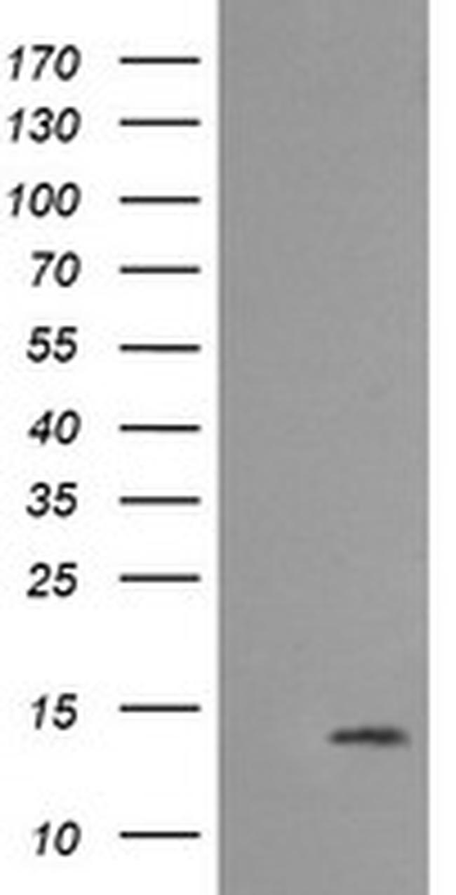 MLANA Antibody in Western Blot (WB)