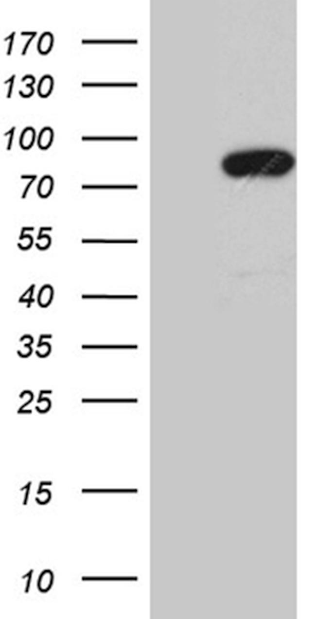 MLH1 Antibody in Western Blot (WB)