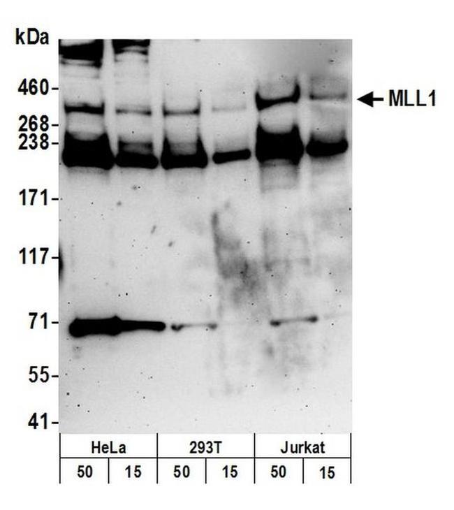 MLL1 Antibody in Western Blot (WB)