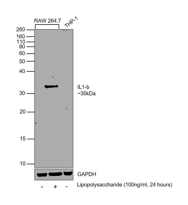 IL-1 beta Antibody in Western Blot (WB)