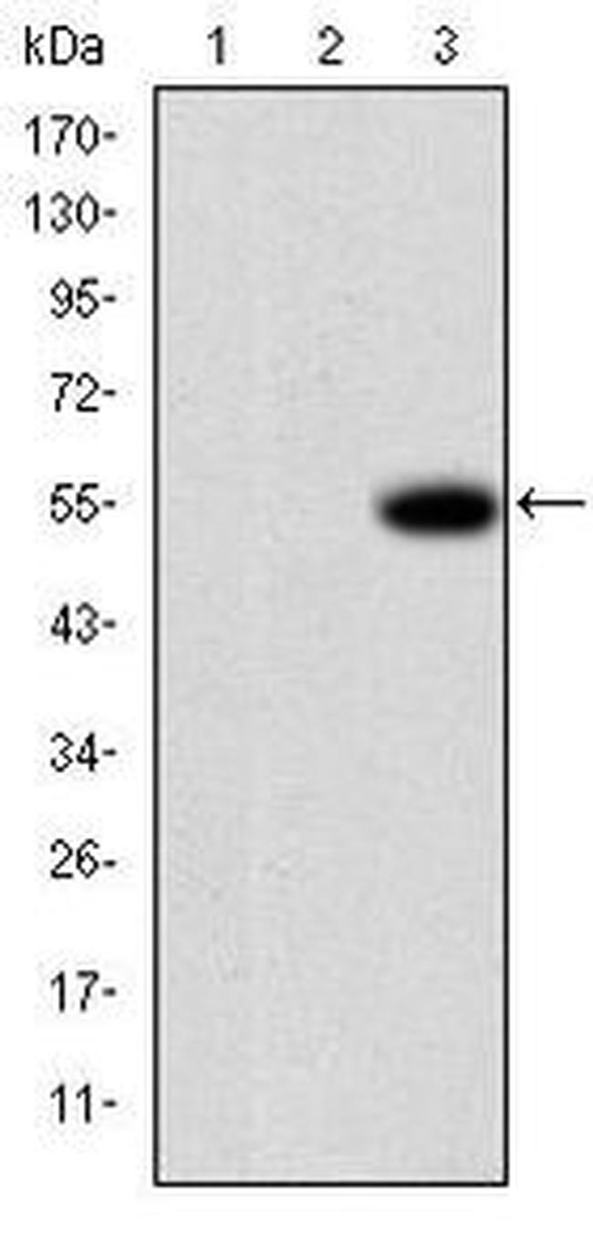 MMP9 Antibody in Western Blot (WB)