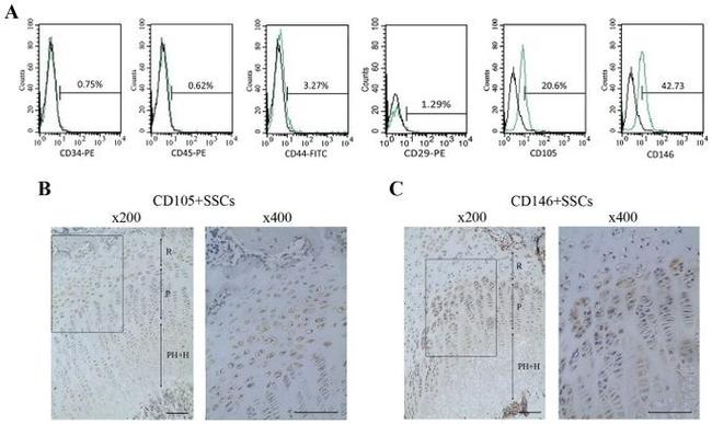 CD45 Antibody in Flow Cytometry (Flow)