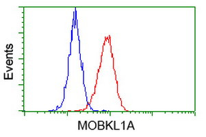 MOBKL1A Antibody in Flow Cytometry (Flow)