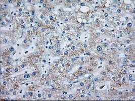 MOBKL1A Antibody in Immunohistochemistry (Paraffin) (IHC (P))