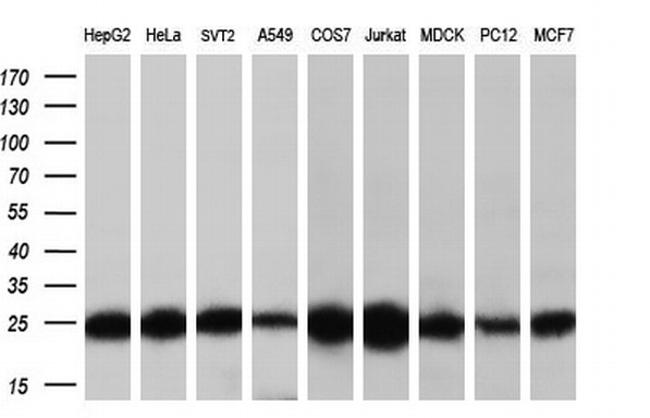 MOBKL1A Antibody in Western Blot (WB)