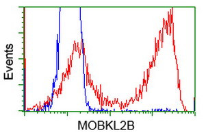 MOBKL2B Antibody in Flow Cytometry (Flow)