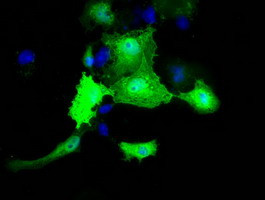 MOBKL2B Antibody in Immunocytochemistry (ICC/IF)