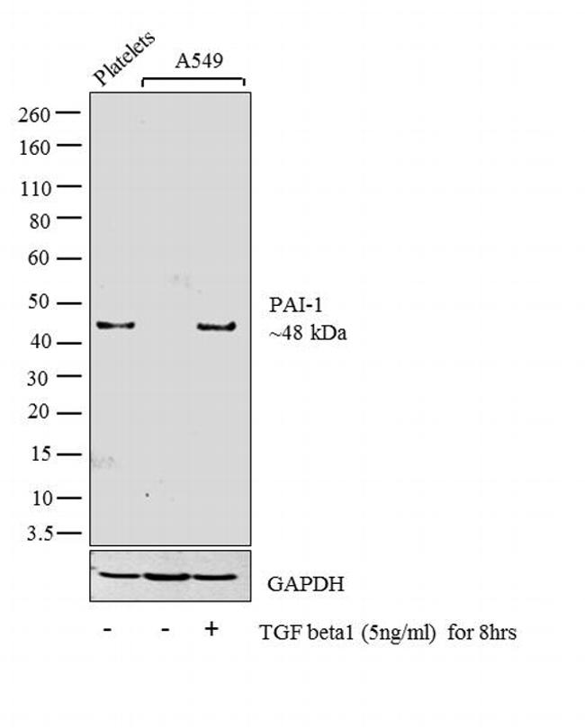 PAI1 Antibody