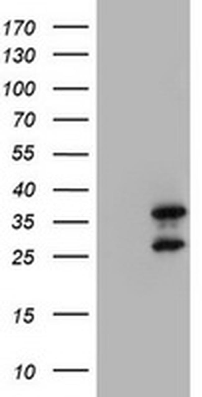 MORF4 Antibody in Western Blot (WB)