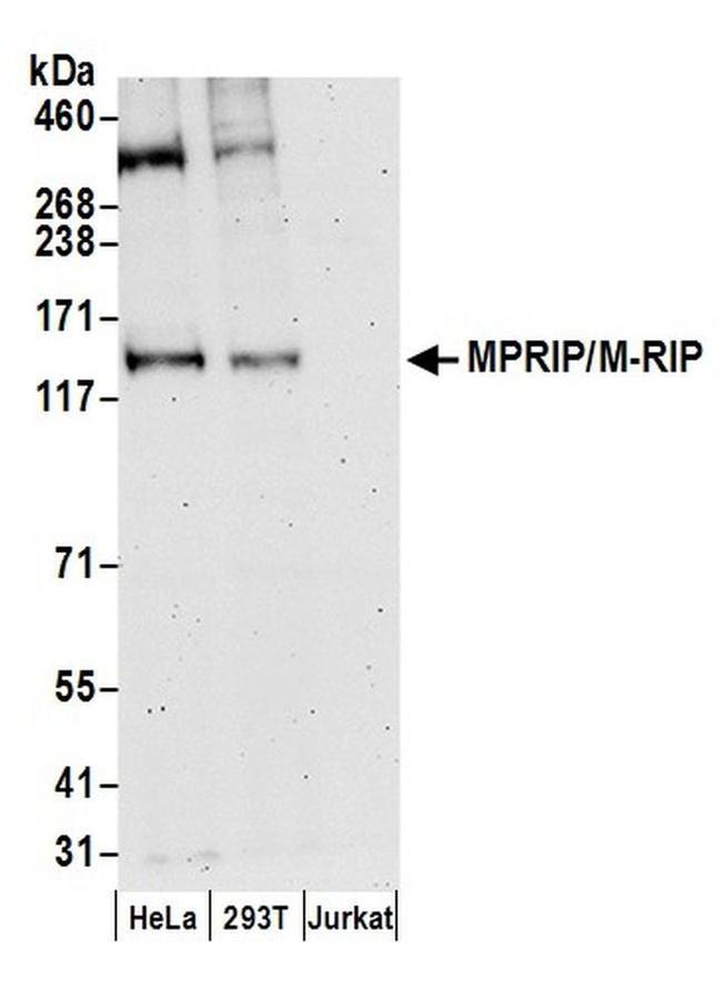 MPRIP/M-RIP Antibody in Western Blot (WB)