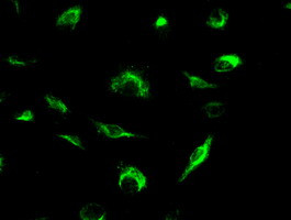 MRI1 Antibody in Immunocytochemistry (ICC/IF)