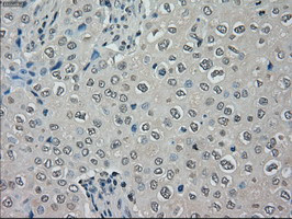 MRI1 Antibody in Immunohistochemistry (Paraffin) (IHC (P))