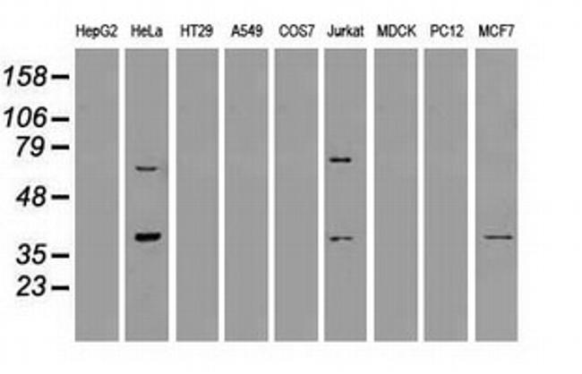 MRI1 Antibody in Western Blot (WB)