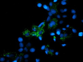 MRPS27 Antibody in Immunocytochemistry (ICC/IF)