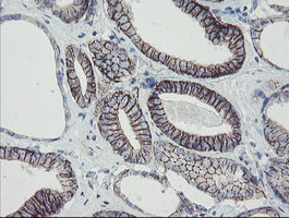 MRPS27 Antibody in Immunohistochemistry (Paraffin) (IHC (P))