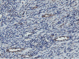 MRPS27 Antibody in Immunohistochemistry (Paraffin) (IHC (P))