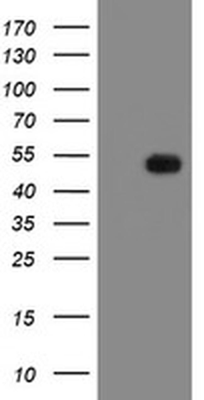 MRPS27 Antibody in Western Blot (WB)