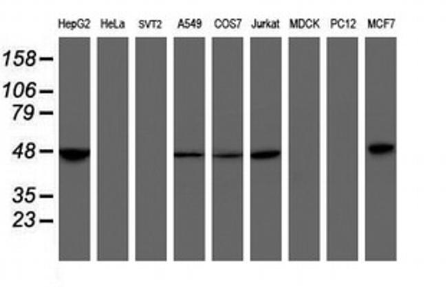 MRPS27 Antibody in Western Blot (WB)