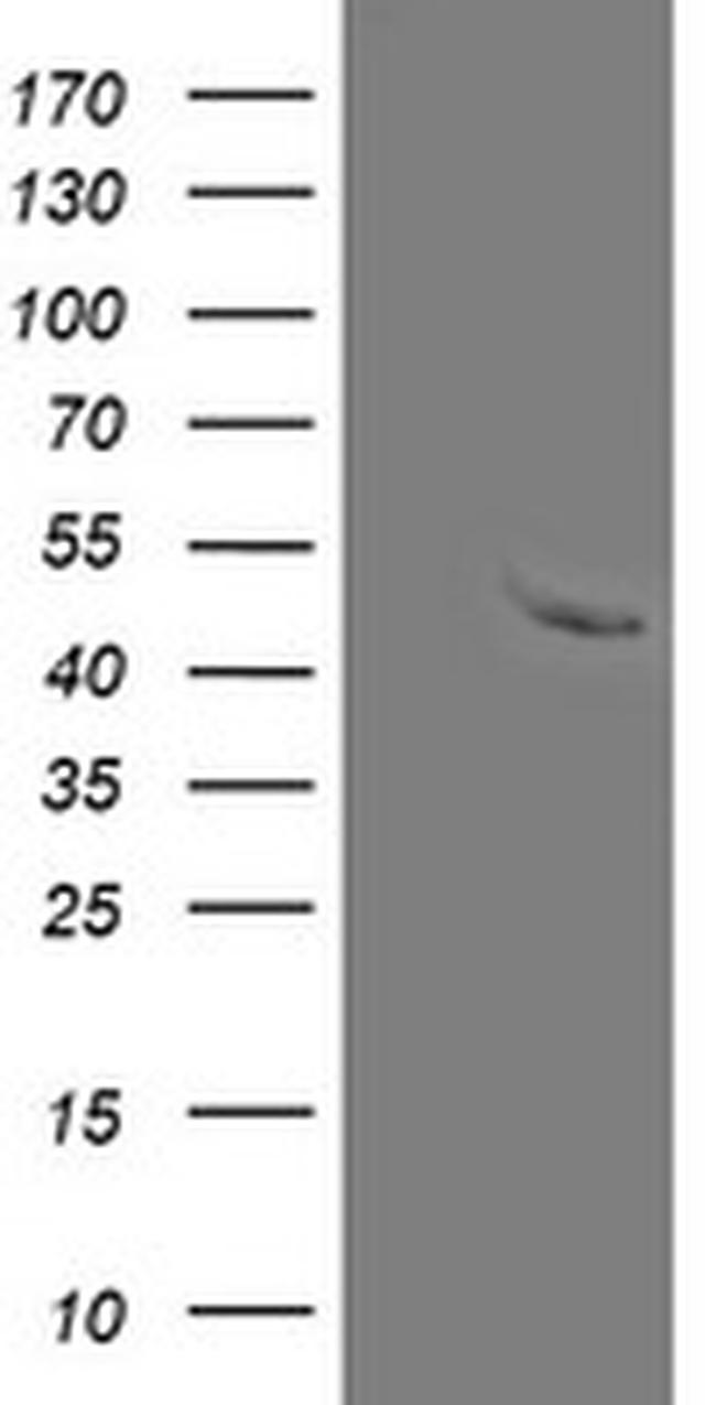 MRPS27 Antibody in Western Blot (WB)