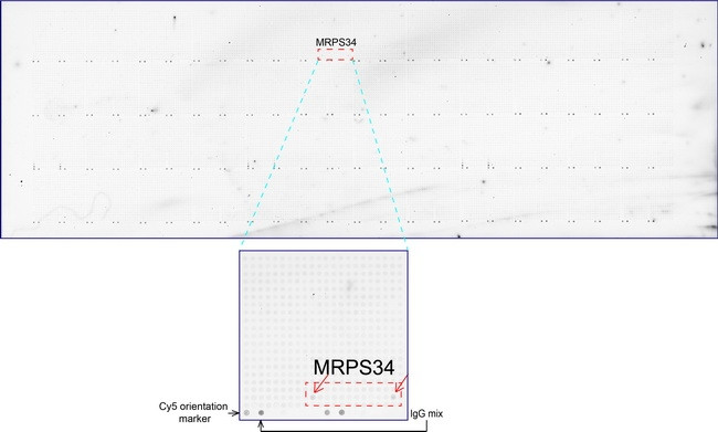 MRPS34 Antibody in Peptide array (ARRAY)