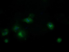 MRPS34 Antibody in Immunocytochemistry (ICC/IF)