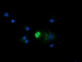 MRPS34 Antibody in Immunocytochemistry (ICC/IF)