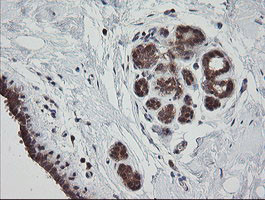 MRPS34 Antibody in Immunohistochemistry (Paraffin) (IHC (P))