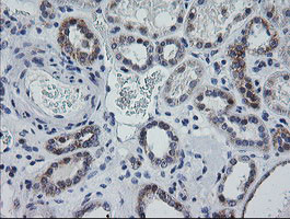 MRPS34 Antibody in Immunohistochemistry (Paraffin) (IHC (P))