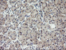 MRPS34 Antibody in Immunohistochemistry (Paraffin) (IHC (P))