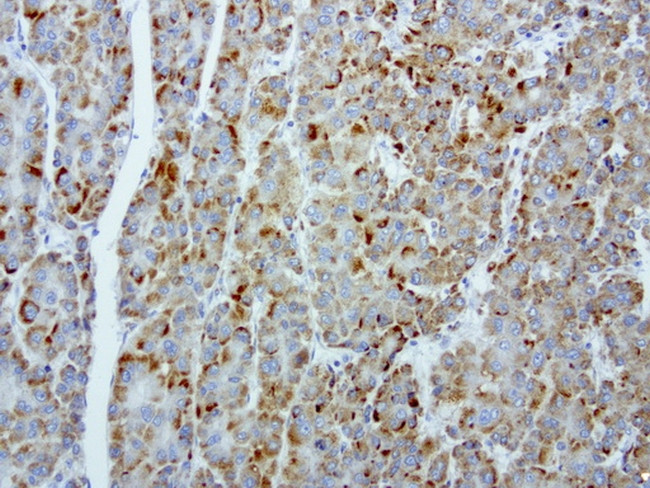 MRPS34 Antibody in Immunohistochemistry (Paraffin) (IHC (P))