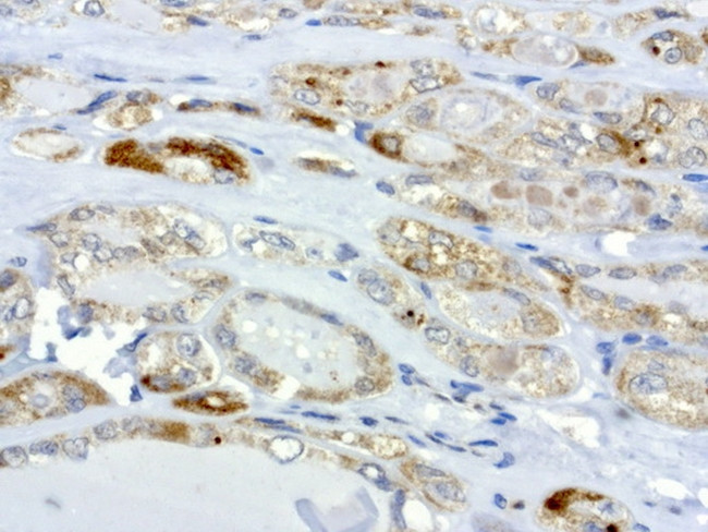 MRPS34 Antibody in Immunohistochemistry (Paraffin) (IHC (P))