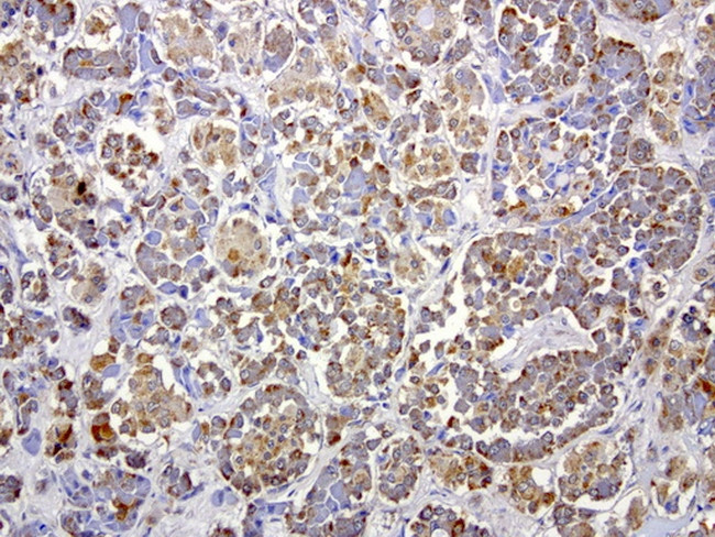 MRPS34 Antibody in Immunohistochemistry (Paraffin) (IHC (P))