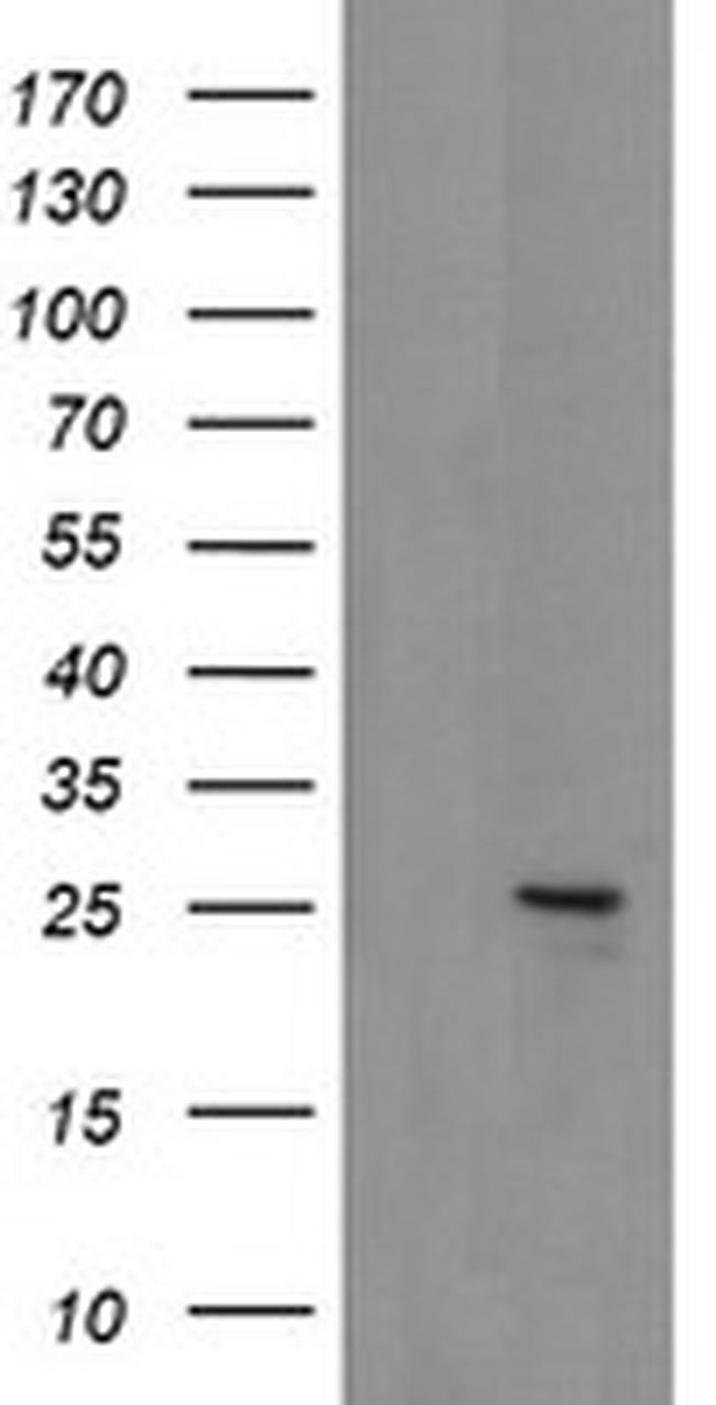 MRPS34 Antibody in Western Blot (WB)