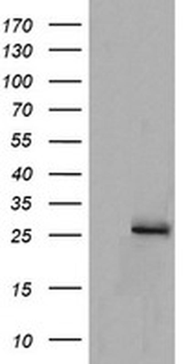 MRPS34 Antibody in Western Blot (WB)