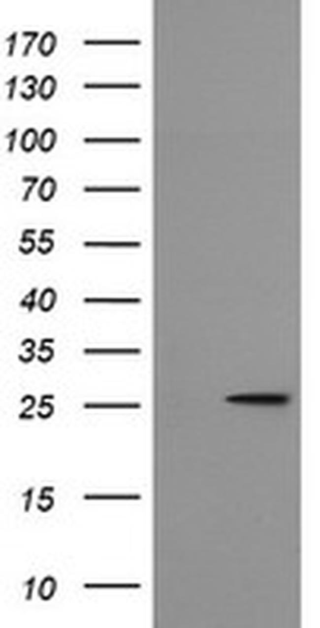 MRPS34 Antibody in Western Blot (WB)