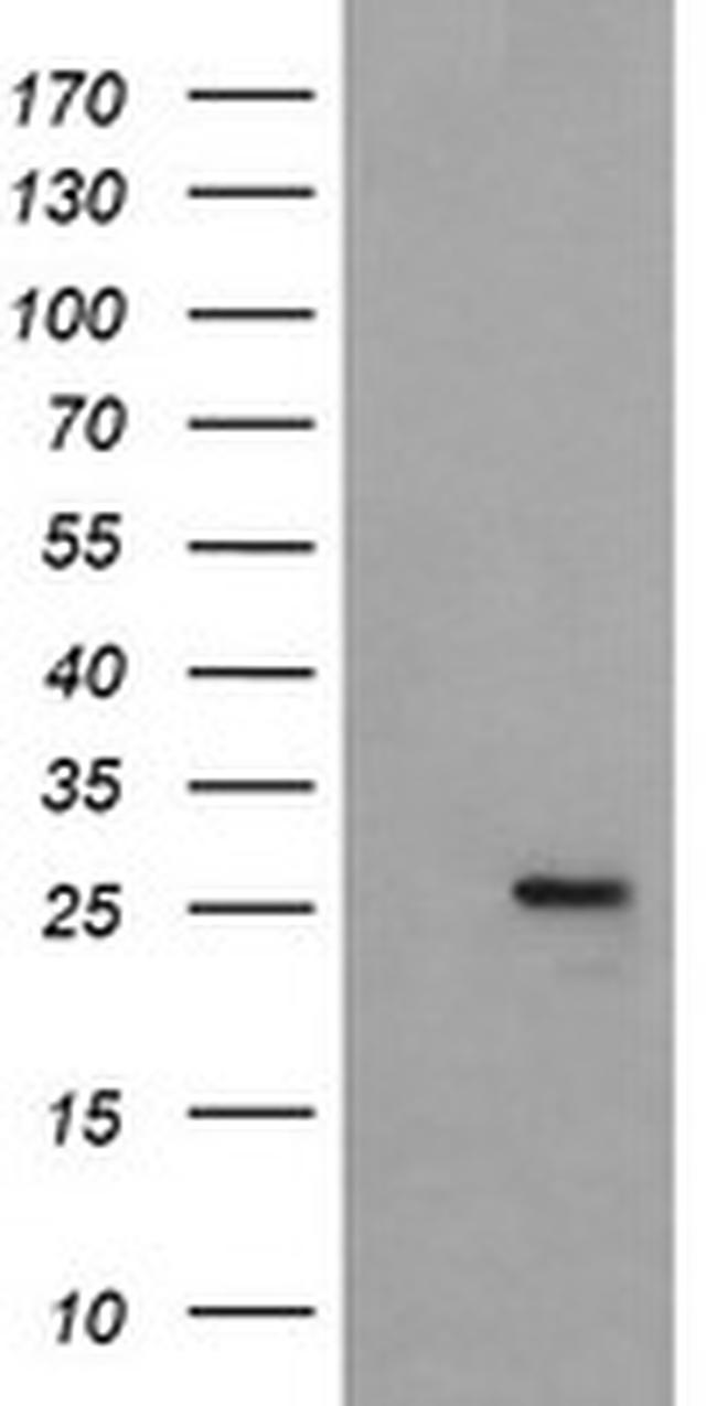 MRPS34 Antibody in Western Blot (WB)