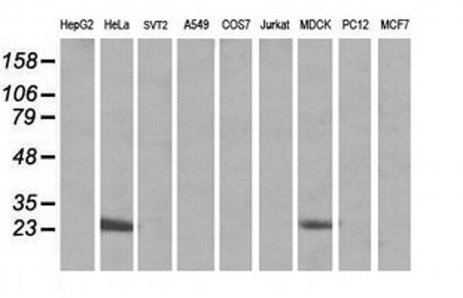 MRPS34 Antibody in Western Blot (WB)