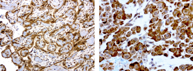 MRPS7 Antibody in Immunohistochemistry (Paraffin) (IHC (P))