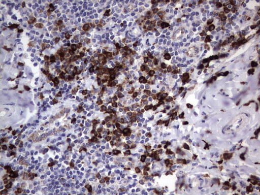 MRPS7 Antibody in Immunohistochemistry (Paraffin) (IHC (P))