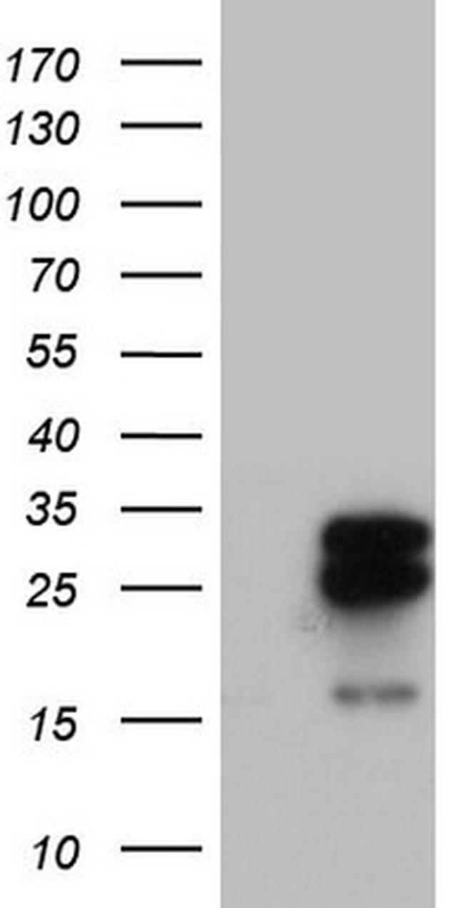 MRPS7 Antibody in Western Blot (WB)